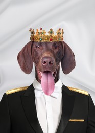 German Shorthaired Pointer dog dressed like royal person against white background