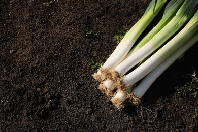 Fresh raw leeks on ground outdoors, above view. Space for text