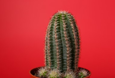 Photo of Beautiful green cactus in pot on red background. Tropical plant