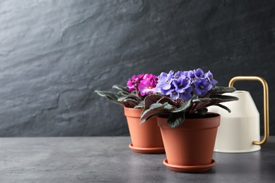Beautiful potted violets and watering can on grey table, space for text. Delicate house plants