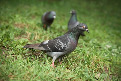 Beautiful grey doves on green grass outdoors
