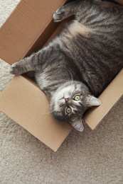 Photo of Cute grey tabby cat in cardboard box on floor at home, top view