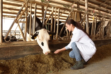 Professional veterinarian feeding cow with hay on farm. Animal husbandry