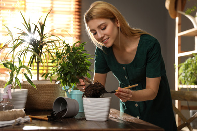 Young woman potting ficus plant at home. Engaging hobby