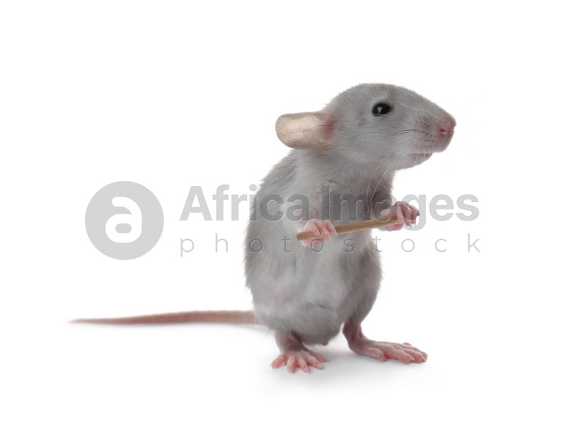 Photo of Small fluffy grey rat holding toothpick on white background