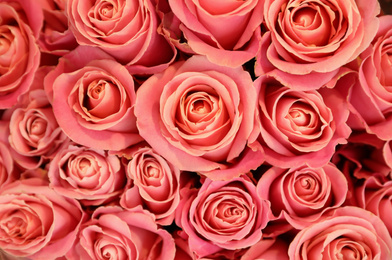 Beautiful pink roses as background, top view. Floral decor