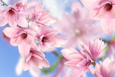 Beautiful pink magnolia flowers outdoors. Amazing spring blossom
