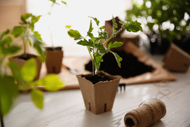 Rope and green tomato seedling in peat pot on white wooden table