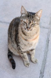Photo of Cute stray cat sitting on pavement outdoors