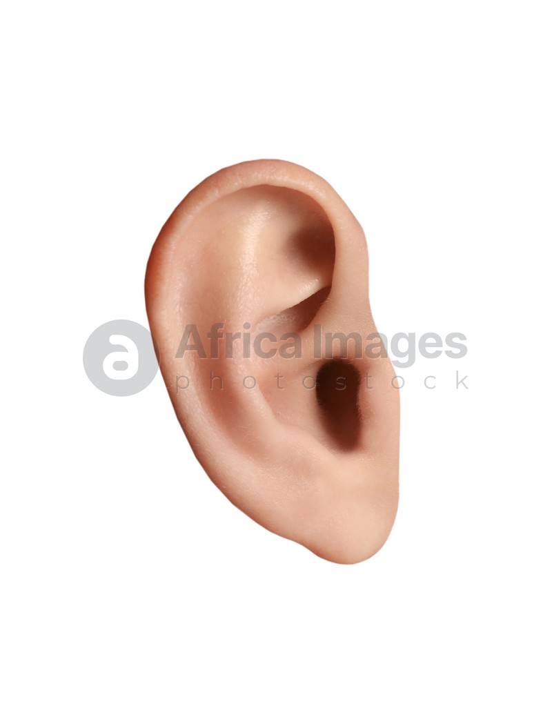 Human ear isolated on white. Organ of hearing and balance