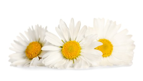Three beautiful daisy flowers on white background