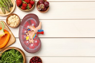 Kidney model and different healthy products on white wooden table, flat lay. Space for text