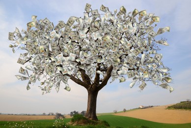 Money tree on green lawn outdoors. Concept of financial growth and passive income