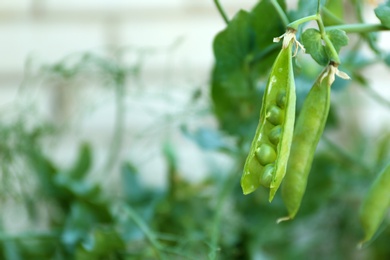 Photo of Ripe green pea pods growing outdoors, closeup