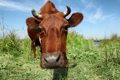 Photo of Brown cow on green pasture in summer