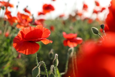 Photo of Beautiful blooming poppy flower in field on spring day. Space for text