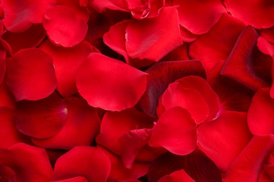 Closeup of many red rose petals as background, top view