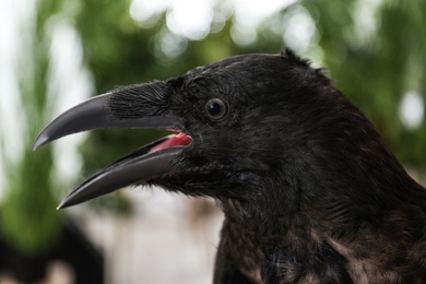 Photo of Beautiful common raven with open beak outdoors, closeup
