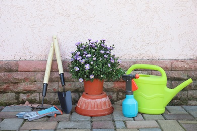 Potted flower and gardening tools near wall on floor, outdoors