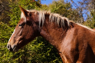 Photo of Beautiful brown horse outdoors on sunny day. Lovely pet