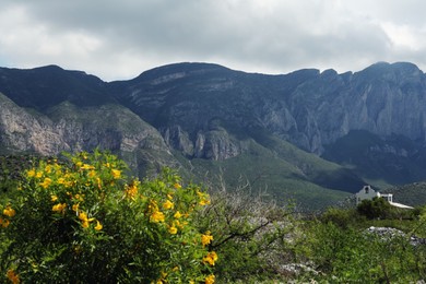 Beautiful mountains, flowers and plants under cloudy sky