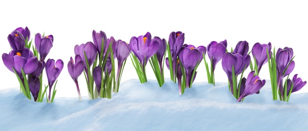 Beautiful crocuses growing through snow against white background, banner design. First spring flowers