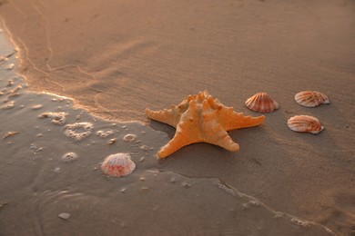 Beautiful sea star and shells on sand