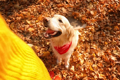 Photo of Owner with golden retriever in sunny autumn park, above view