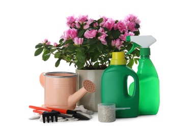 Azalea in pot, gardening tools and different houseplant fertilizers on white background