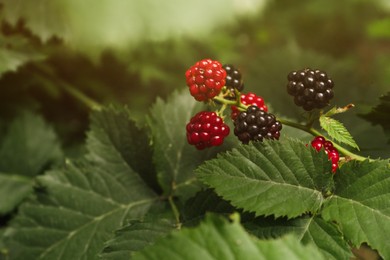 Branch with unripe blackberries on blurred background, above view