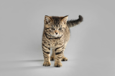 Cute tabby kitten on light grey background. Baby animal