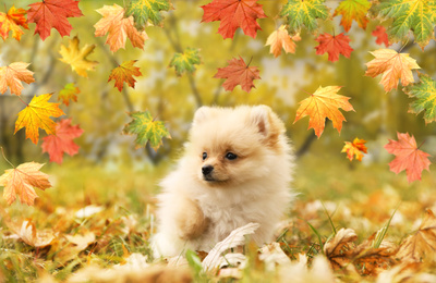 Cute fluffy dog under falling leaves in park on autumn day