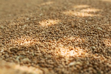 Pile of wheat grains as background, closeup