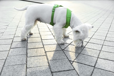 Adorable West Highland White Terrier dog on sidewalk outdoors