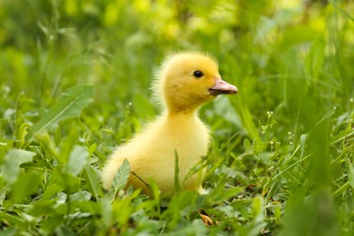 Cute fluffy duckling on green grass outdoors. Baby animal