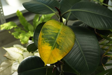 Photo of Houseplant with leaf blight disease indoors, closeup