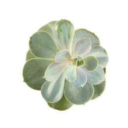 Beautiful echeveria isolated on white, top view. Succulent plant