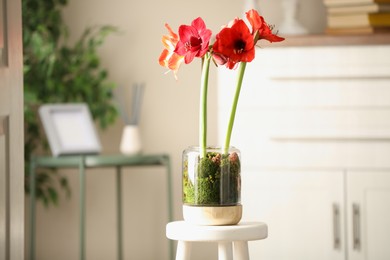 Photo of Beautiful red amaryllis flowers on stool indoors