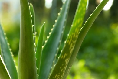 Closeup view of beautiful aloe vera plant outdoors on sunny day