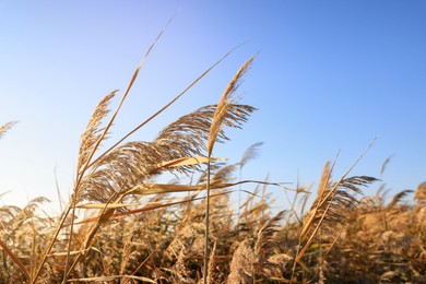 Photo of Dry reeds growing outdoors on sunny day