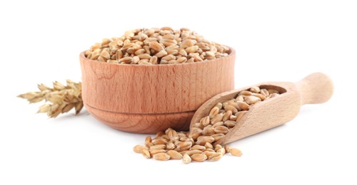 Wooden bowl, scoop with wheat grains and spikes on white background