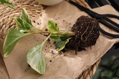 Photo of Exotic house plant in soil on table, closeup