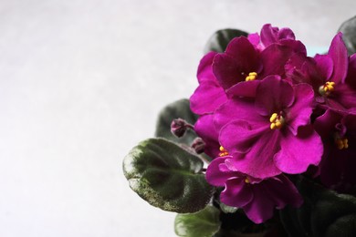 Closeup view of beautiful violet flowers on light grey background, space for text. Delicate house plant