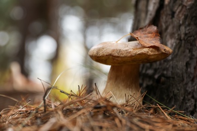 Wild mushroom growing in autumn forest. Space for text