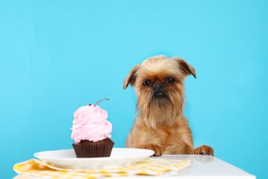 Studio portrait of funny Brussels Griffon dog and tasty cake against color background