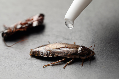 Dripping pesticide onto brown cockroach on light grey stone floor, closeup. Pest control