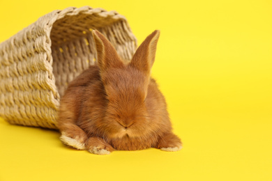 Adorable fluffy bunny and wicker basket on yellow background. Easter symbol
