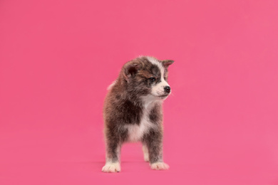 Cute Akita inu puppy on pink background. Friendly dog