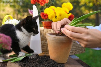 Photo of Woman transplanting aloe seedling into pot near cat in garden, closeup