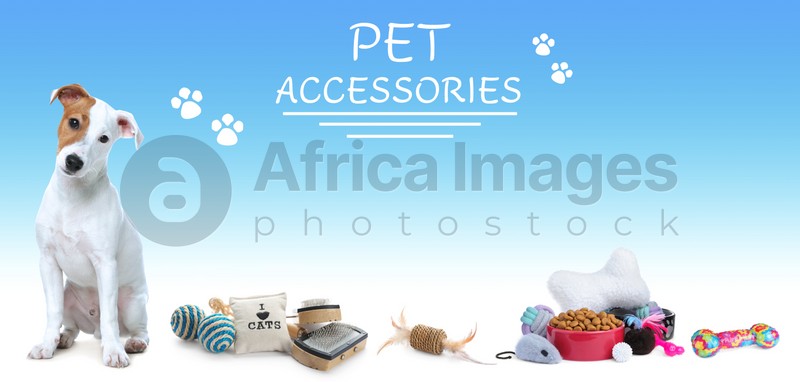 Advertising banner design for pet shop. Cute dog and different accessories on color background